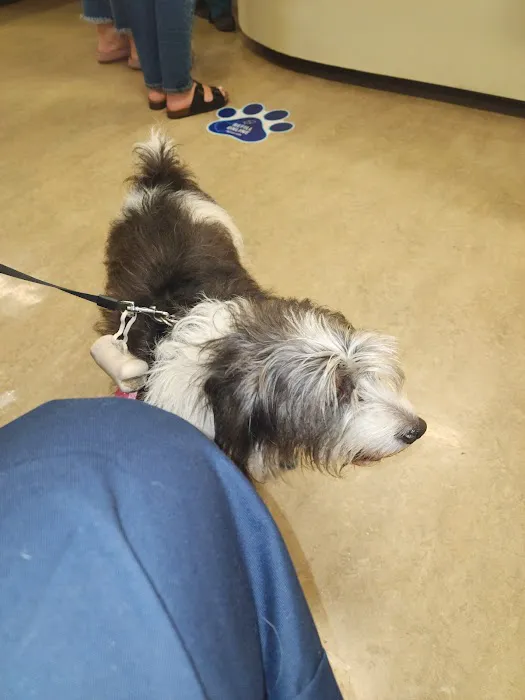 VCA Main Street Animal Hospital 4