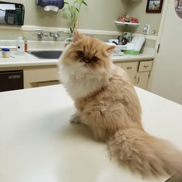 VCA Main Street Animal Hospital 7