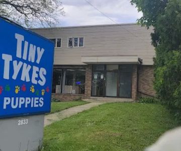 Tiny Tykes Puppies
