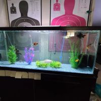 Pet Paradise ico