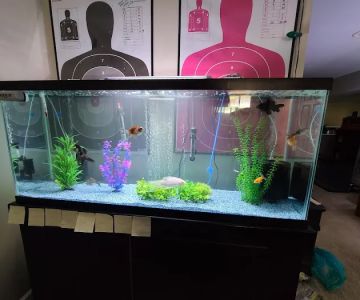 Pet Paradise