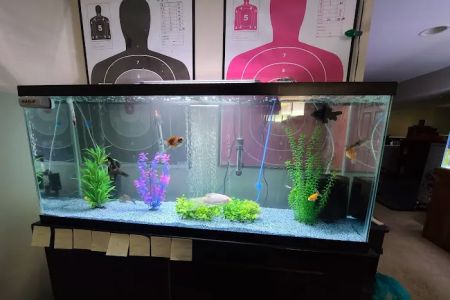 Pet Paradise