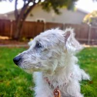 B Street Veterinary Hospital ico