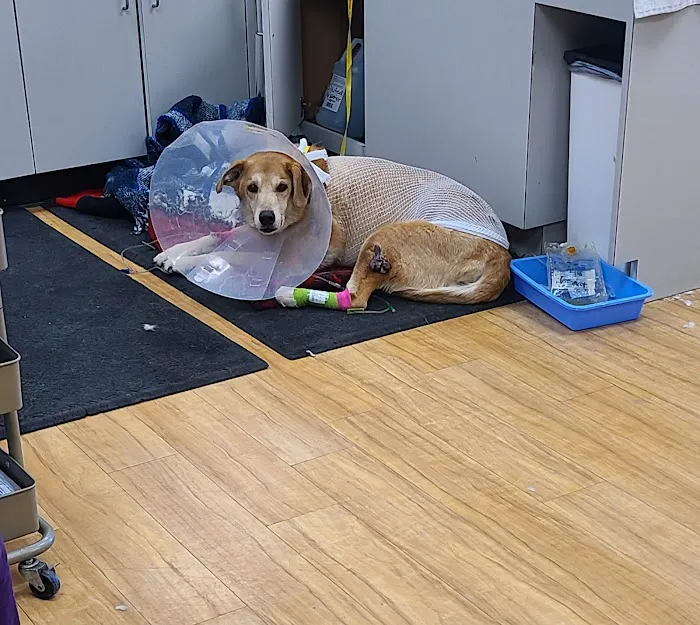B Street Veterinary Hospital 7