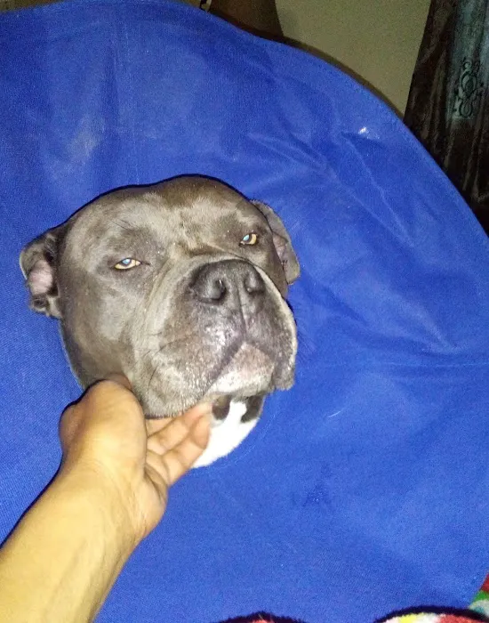 B Street Veterinary Hospital 5
