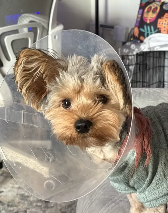South Bay Veterinary Hospital 1