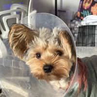 South Bay Veterinary Hospital ico