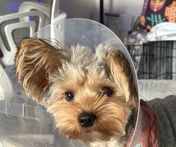 South Bay Veterinary Hospital