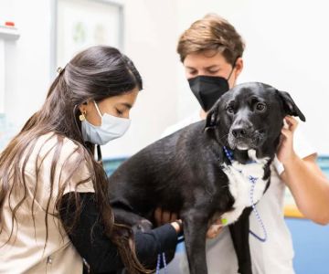 Upton Ken DVM @ Pacific Pet Hospital