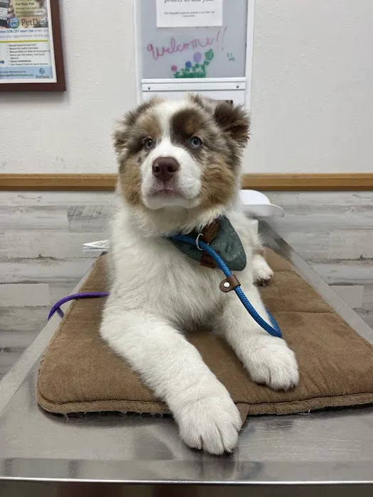 Pacific Pet Hospital 6