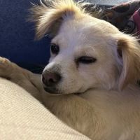 Pacific Pet Hospital ico