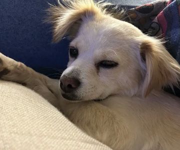 Pacific Pet Hospital