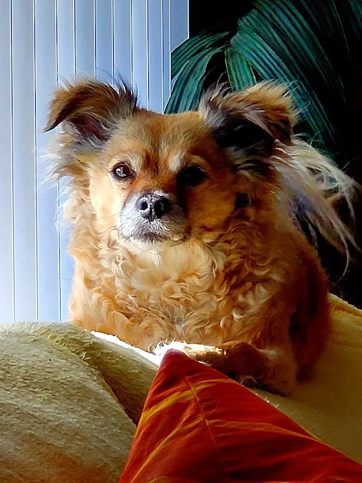 Pacific Pet Hospital 3