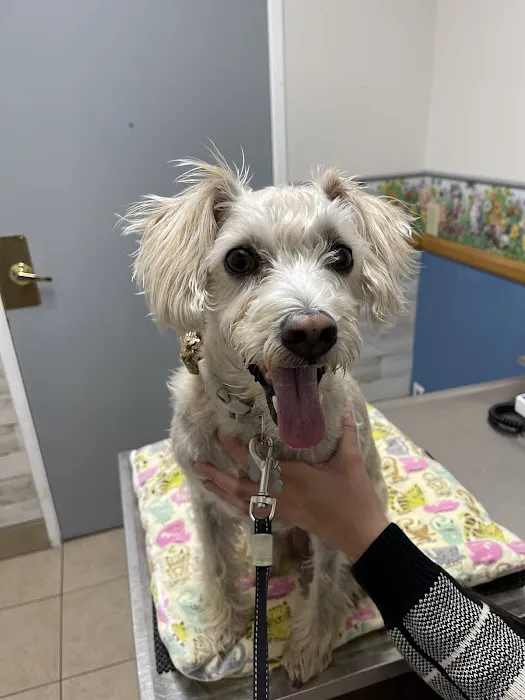 Pacific Pet Hospital 4