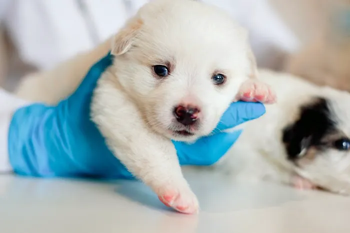 Pacific Pet Hospital 10
