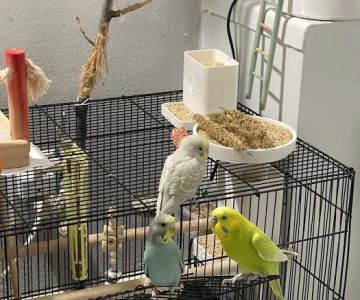 Chicago Pet Store
