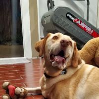 Amazon Animal Hospital ico