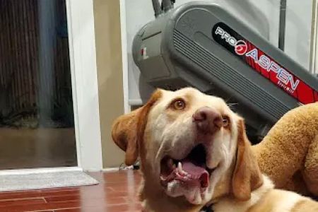 Amazon Animal Hospital