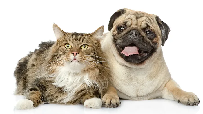 Amazon Animal Hospital 12