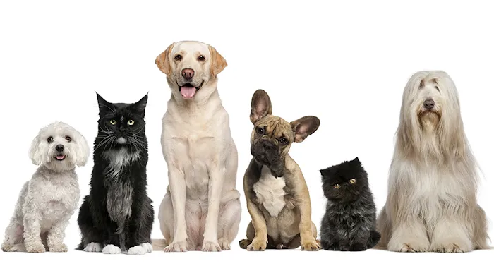 Amazon Animal Hospital 12