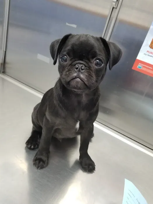 Amazon Animal Hospital 12