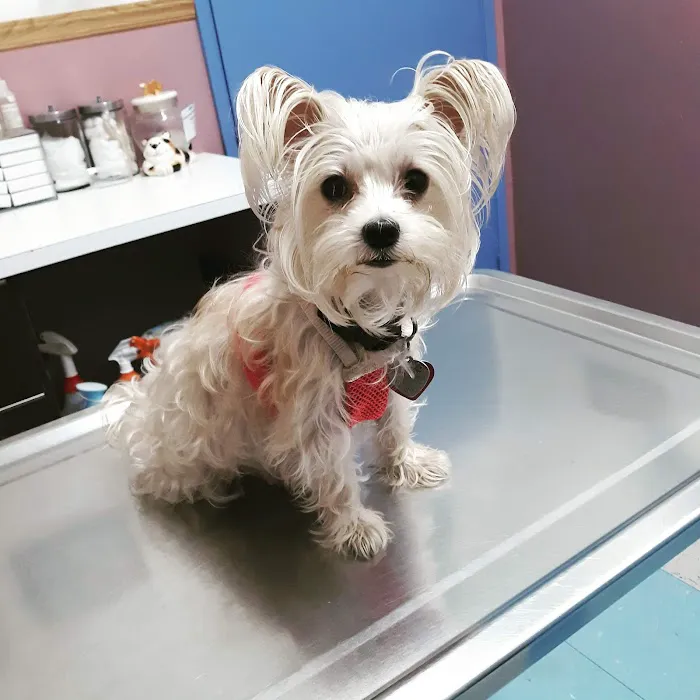 Amazon Animal Hospital 12