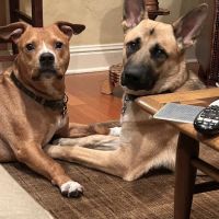 Mobley Veterinary Clinic ico