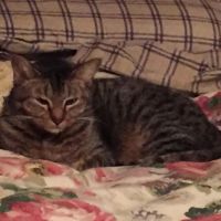 Middle Tennessee Veterinary Center ico