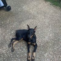 PetVet Vaccination Clinic ico