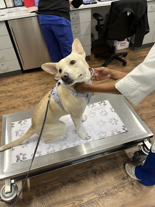 PetVet Vaccination Clinic 12