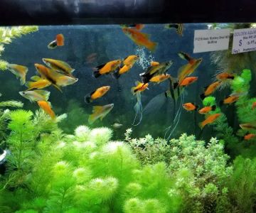 Golden Aquarium