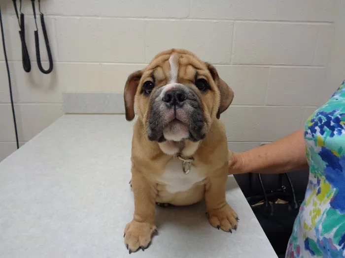 Goodlettsville Animal Hospital 12