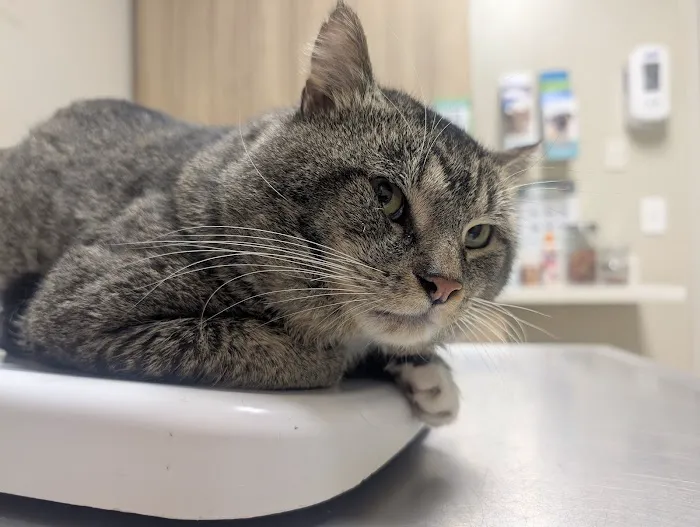Goodlettsville Animal Hospital 12