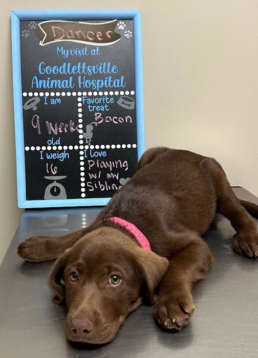 Goodlettsville Animal Hospital 12