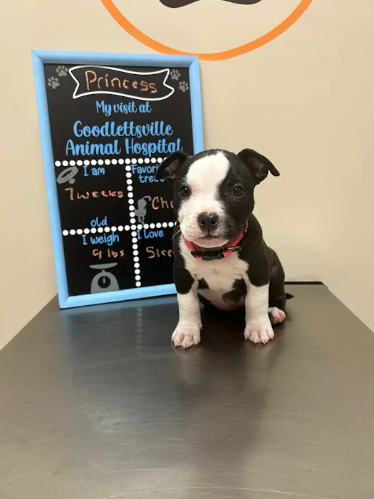 Goodlettsville Animal Hospital 12