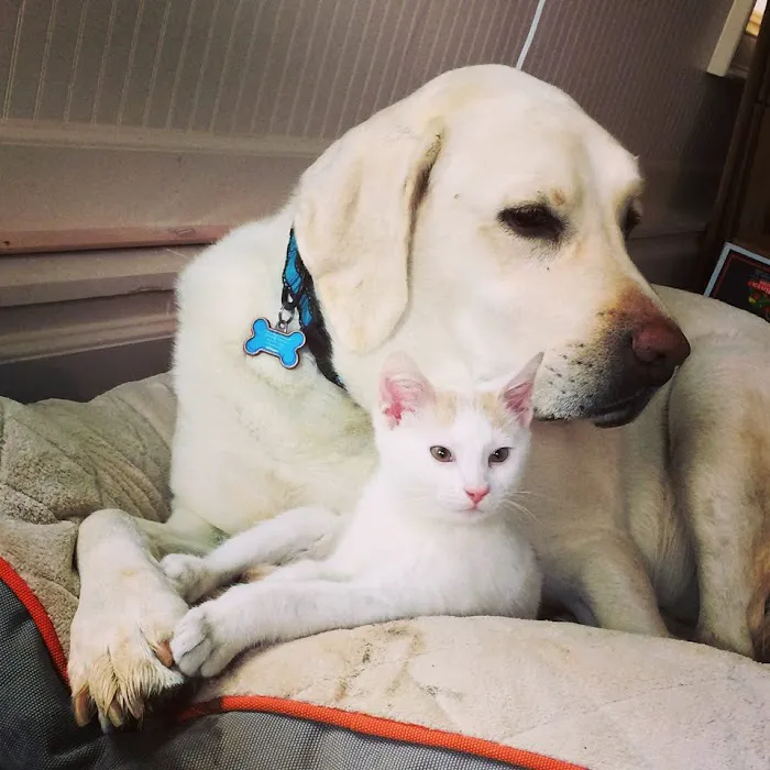Goodlettsville Animal Hospital 12