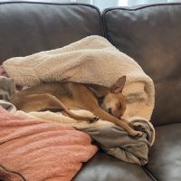 Goodlettsville Animal Hospital ico