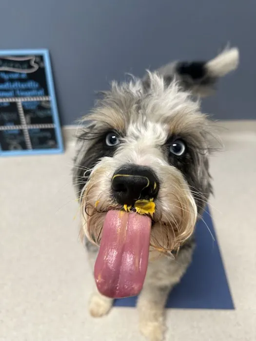 Goodlettsville Animal Hospital 12