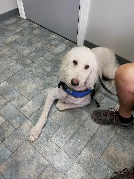 Root Animal Clinic 12