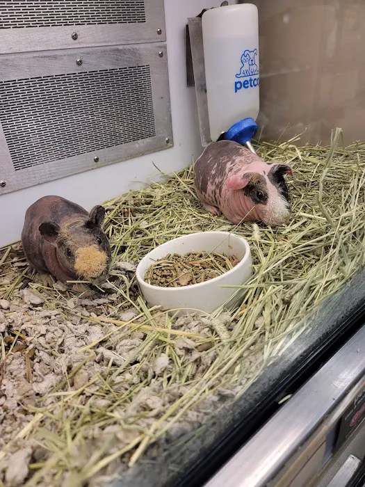 Petco 2