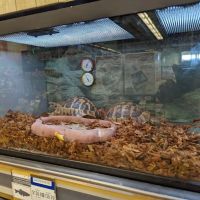 Petco ico