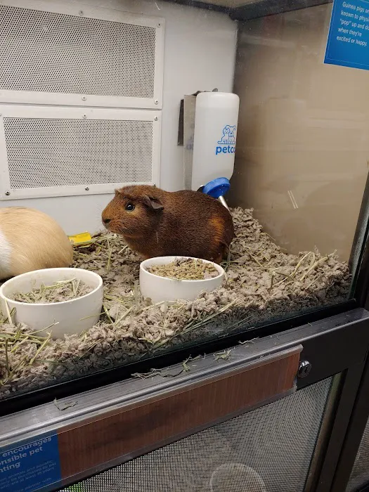 Petco 4