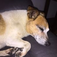 New Shackle Island Veterinary Hospital ico
