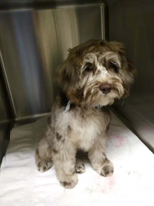 Hendersonville Animal Hospital 12
