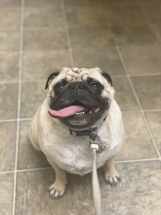 Hendersonville Animal Hospital 12