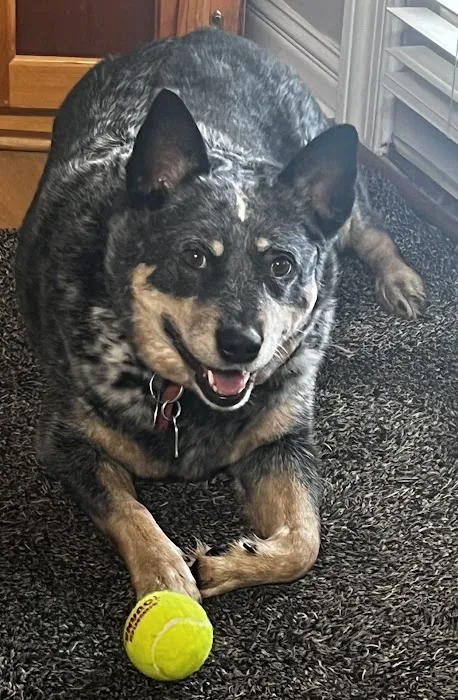 Hendersonville Animal Hospital 12