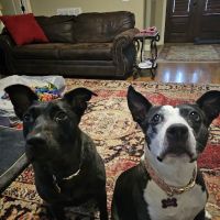 Hendersonville Animal Hospital ico