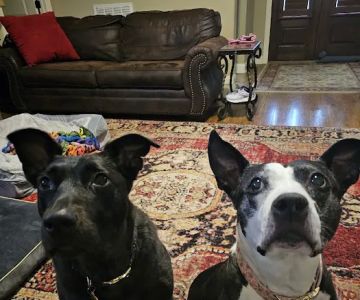 Hendersonville Animal Hospital