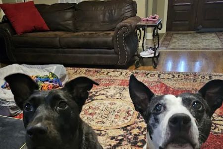 Hendersonville Animal Hospital