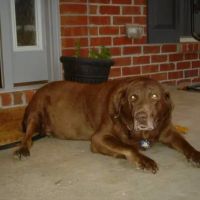 North Nashville Animal Hospital ico